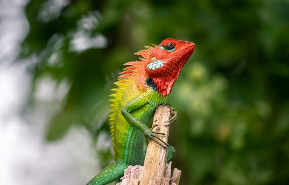 Green Forest Lizard 