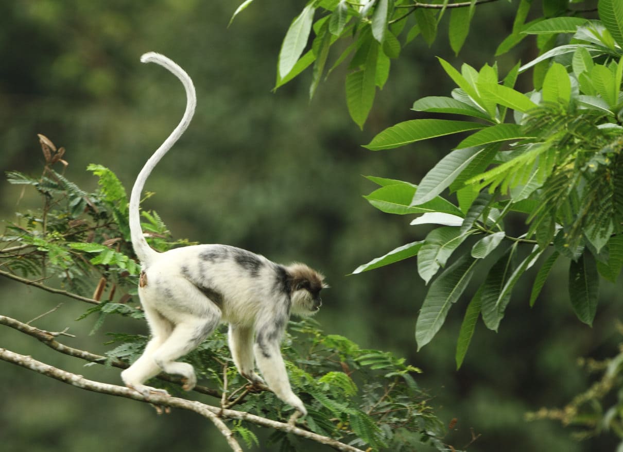 White Monkeys