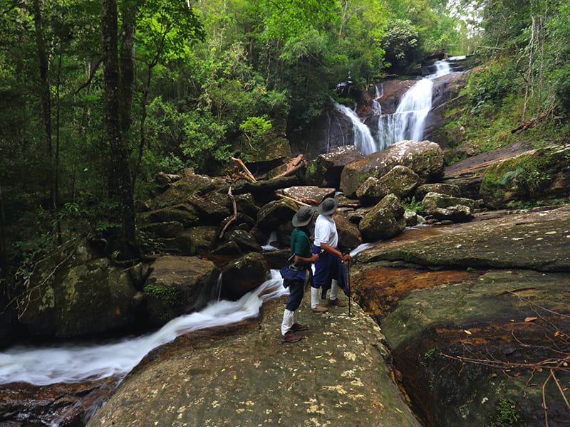 Trekking in Sinharaja 
