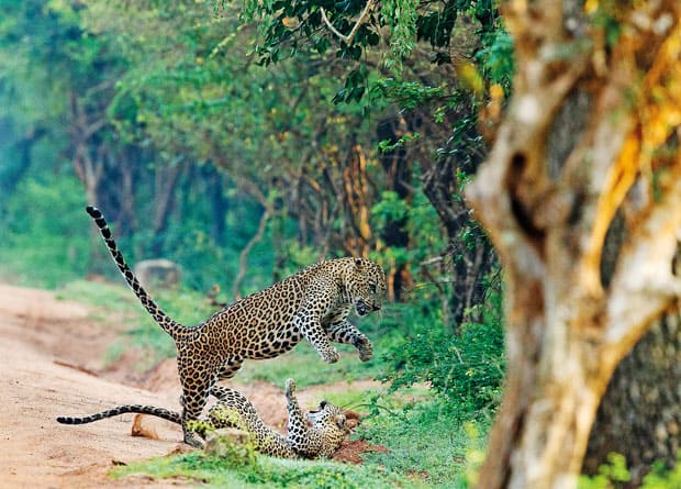 Leopards