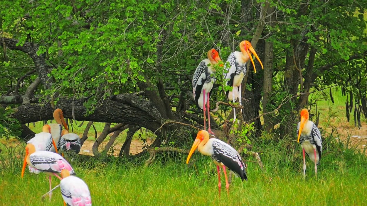 Birds 