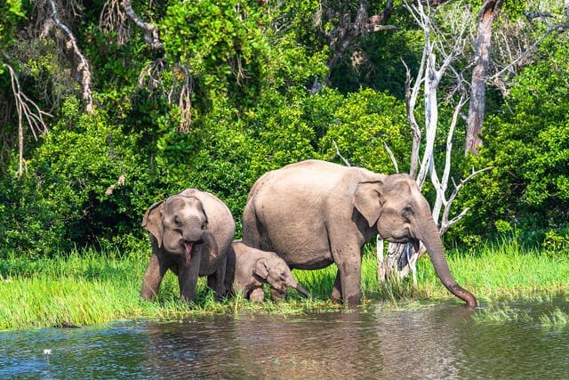 Elephants 