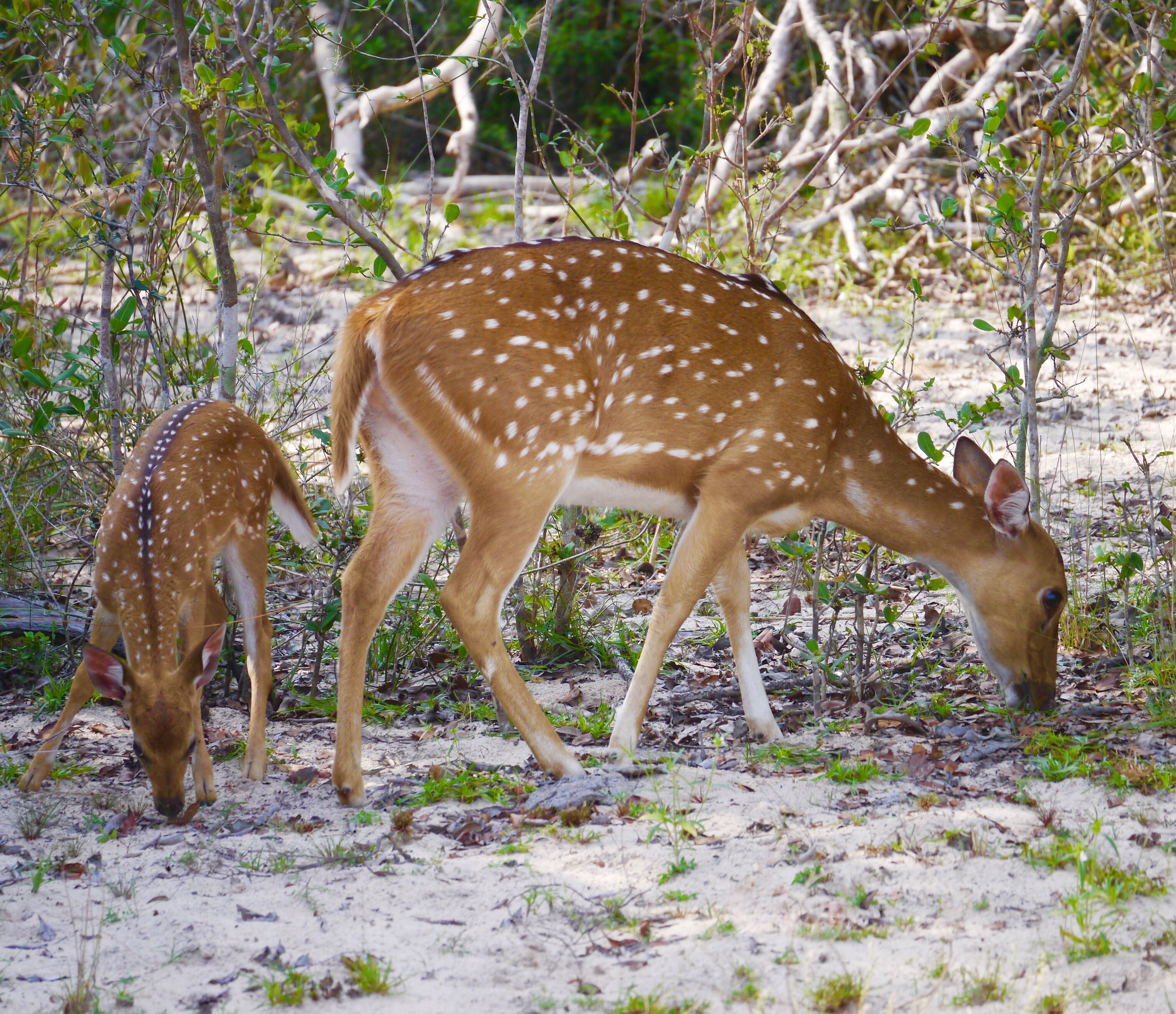 Spotted Deers 
