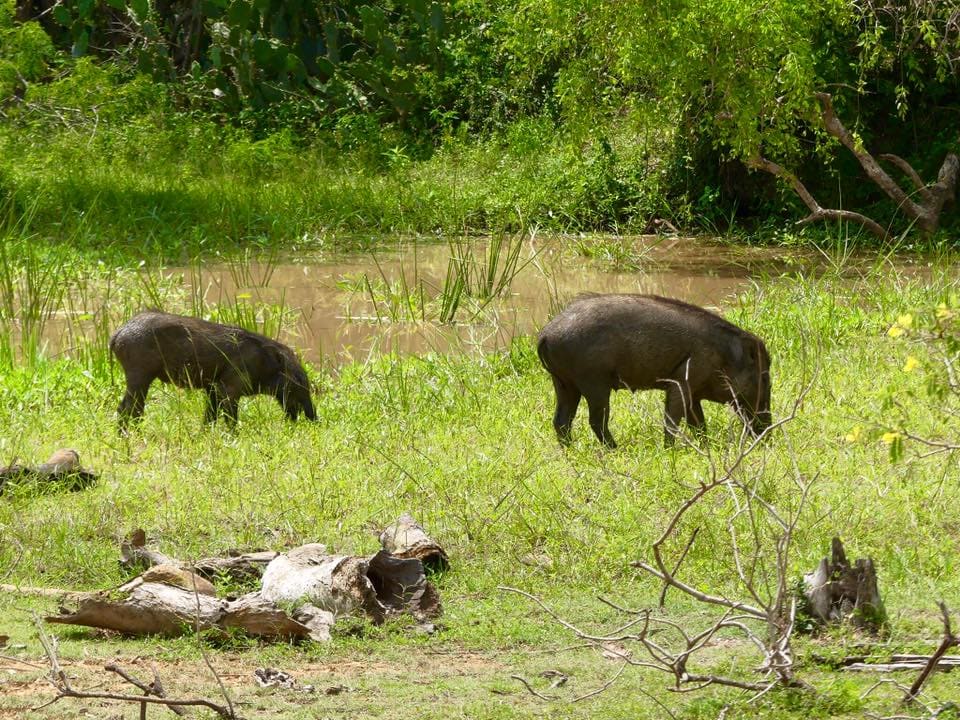 Wild Boars