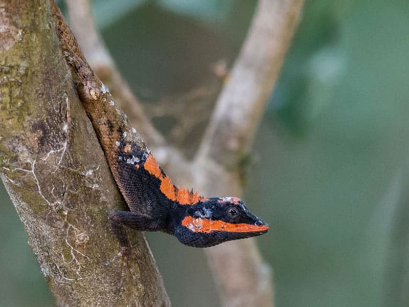 Ceylon Bloodsucker 