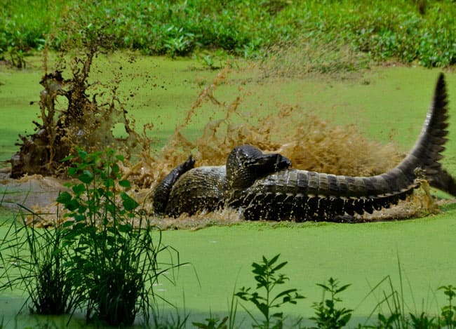Crocodile