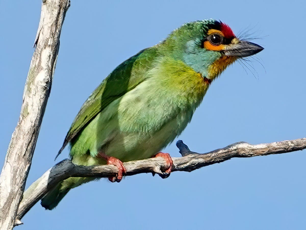 Crimson Fronted Barbet(Native Bird)