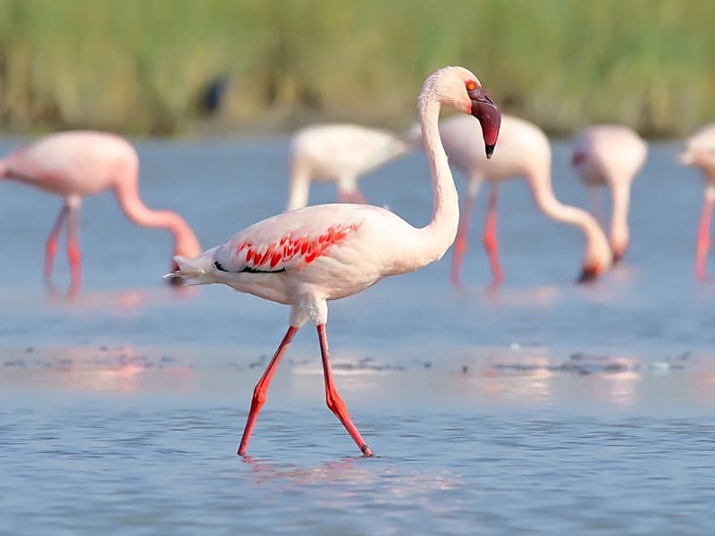 Lesser Flamingo(Migratory Bird)