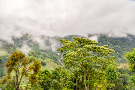 Vegetation and Fauna