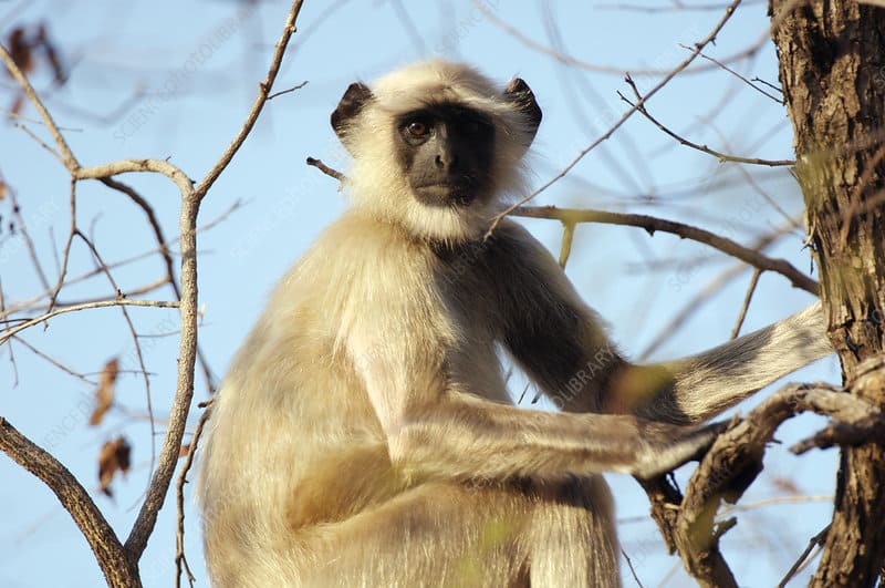 Common Langurs