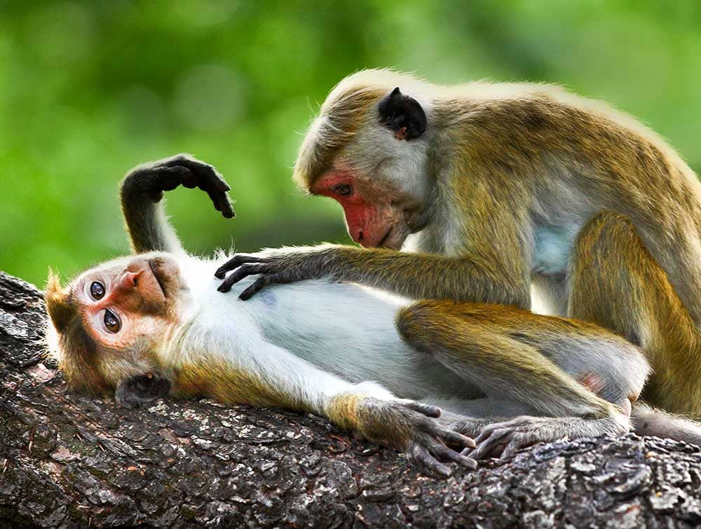 Toque Macaques 