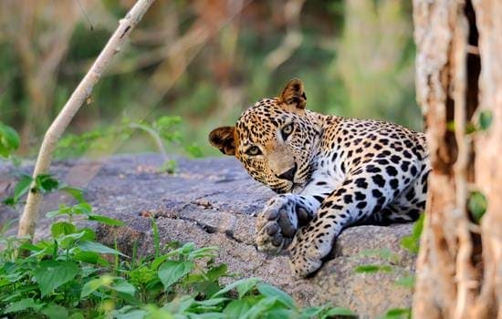Leopards
