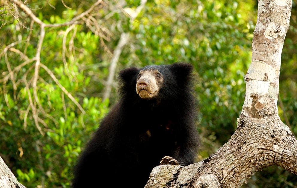 Sloth Bears