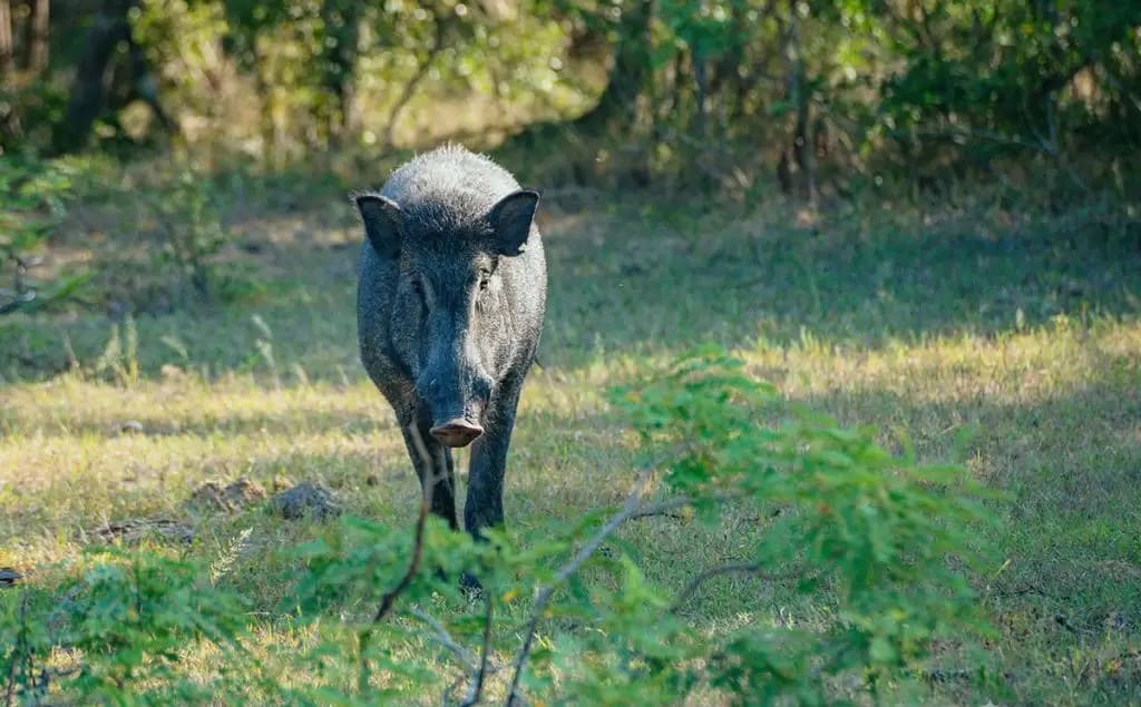 Wild Boars