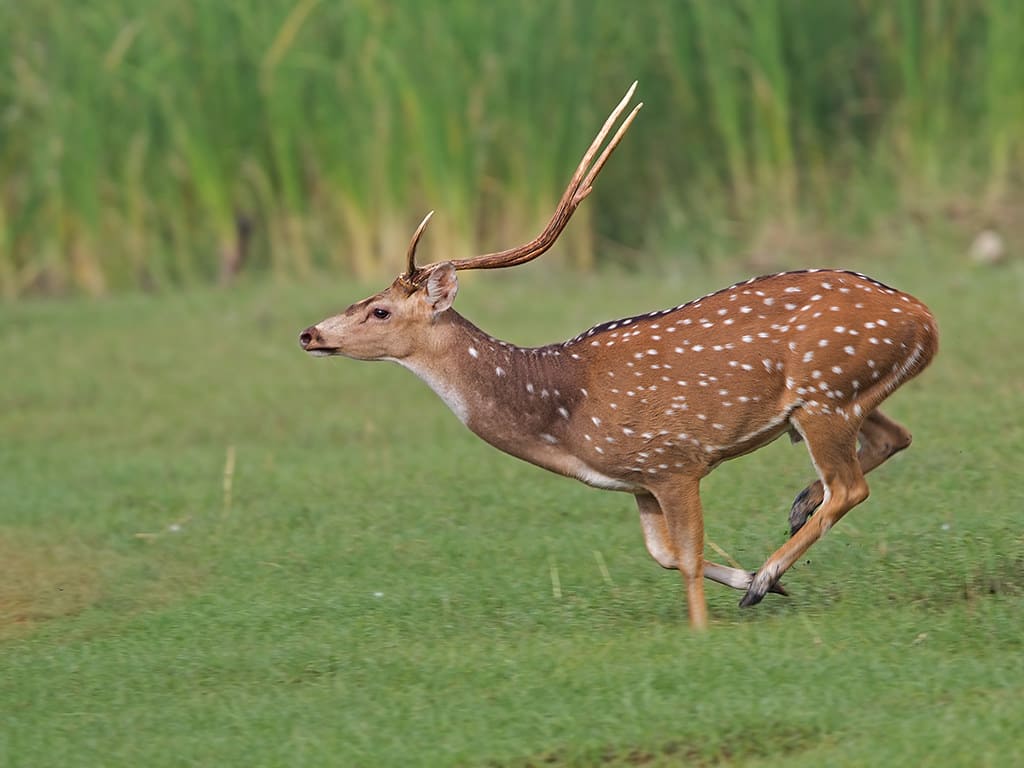 Deers 