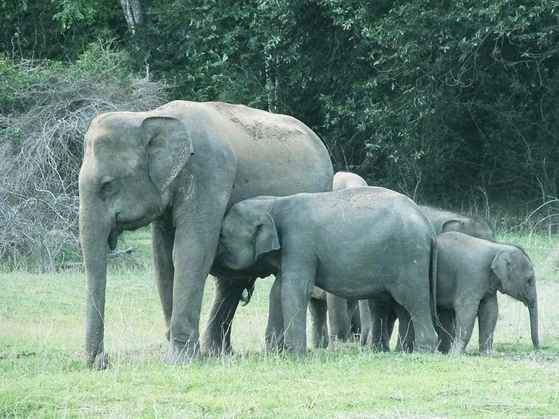 Elephants 