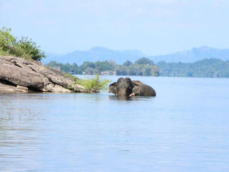Elephants Bathing