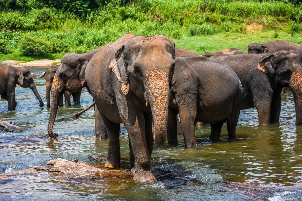 Pinnawalla Elephant Orphanage