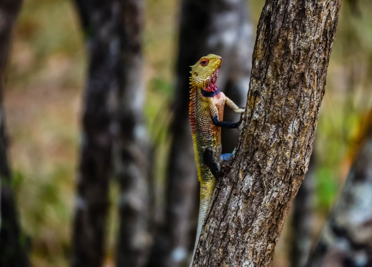 Lizard