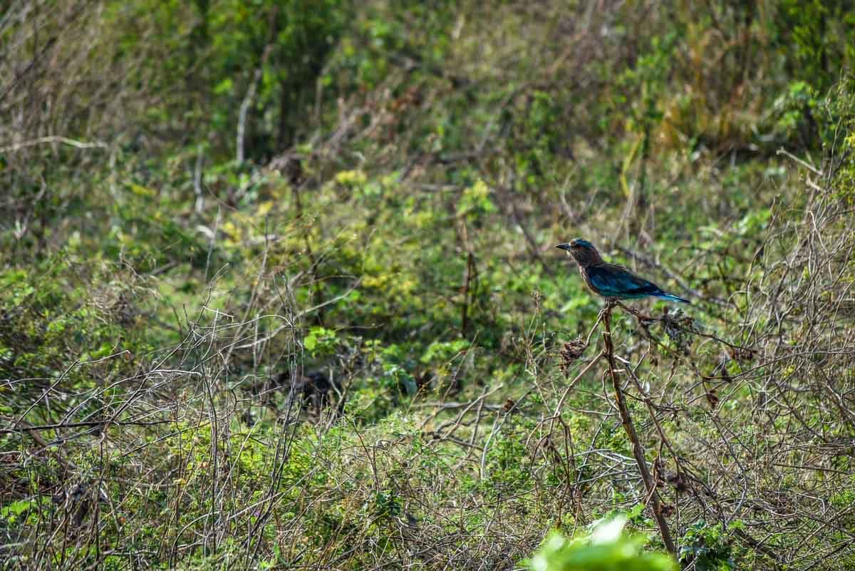 Green Bee Eater
