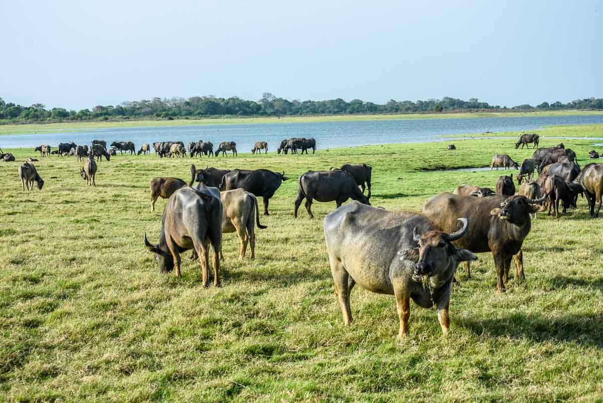 Water Buffalo