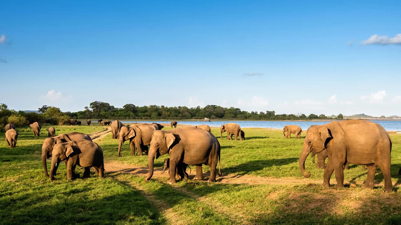 Elephants