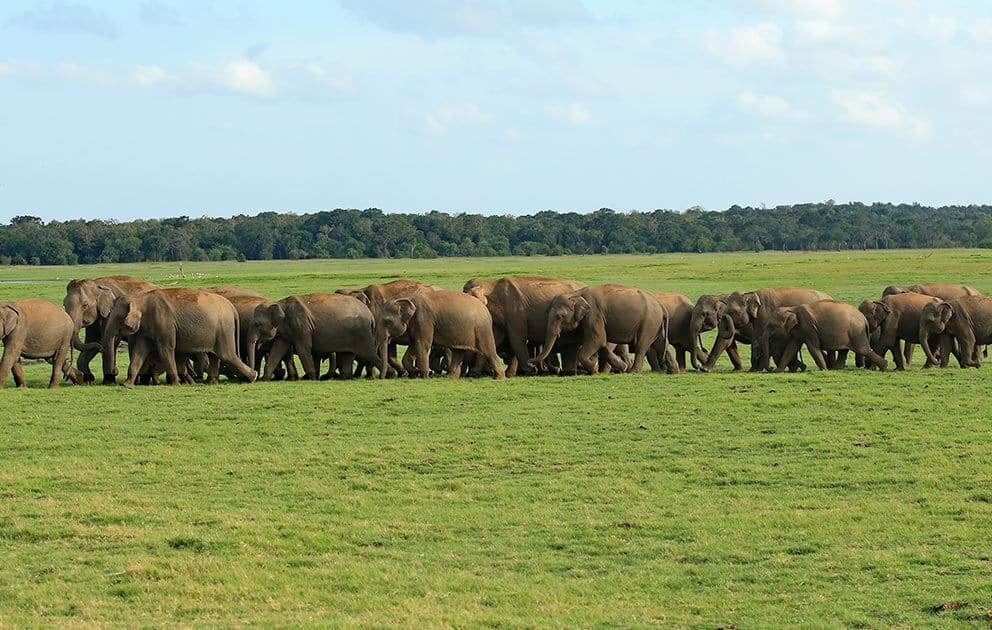 Wild Elephants