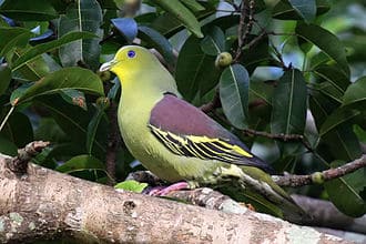 Sri Lanka Green Pigeon