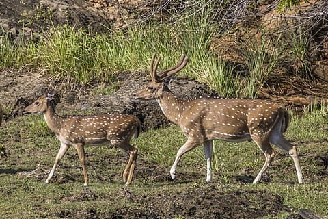 Sri Lankan Axis Deer