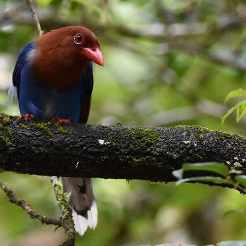 Blue Magpie