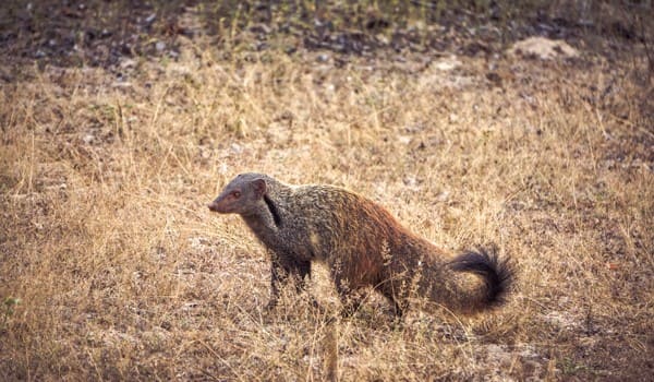 Mongoose Udawalawe