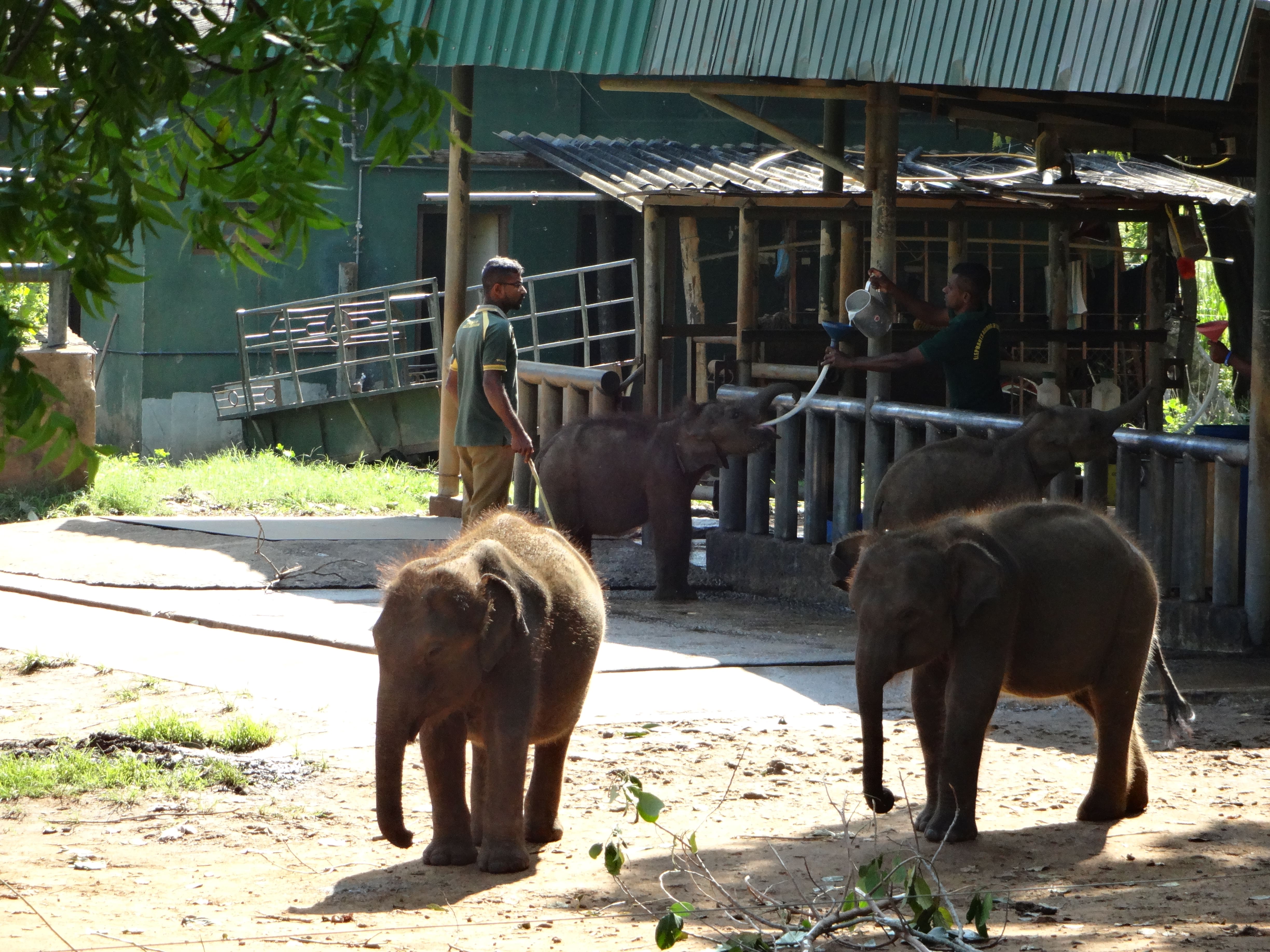 Elephant Orphanage Udawalawa
