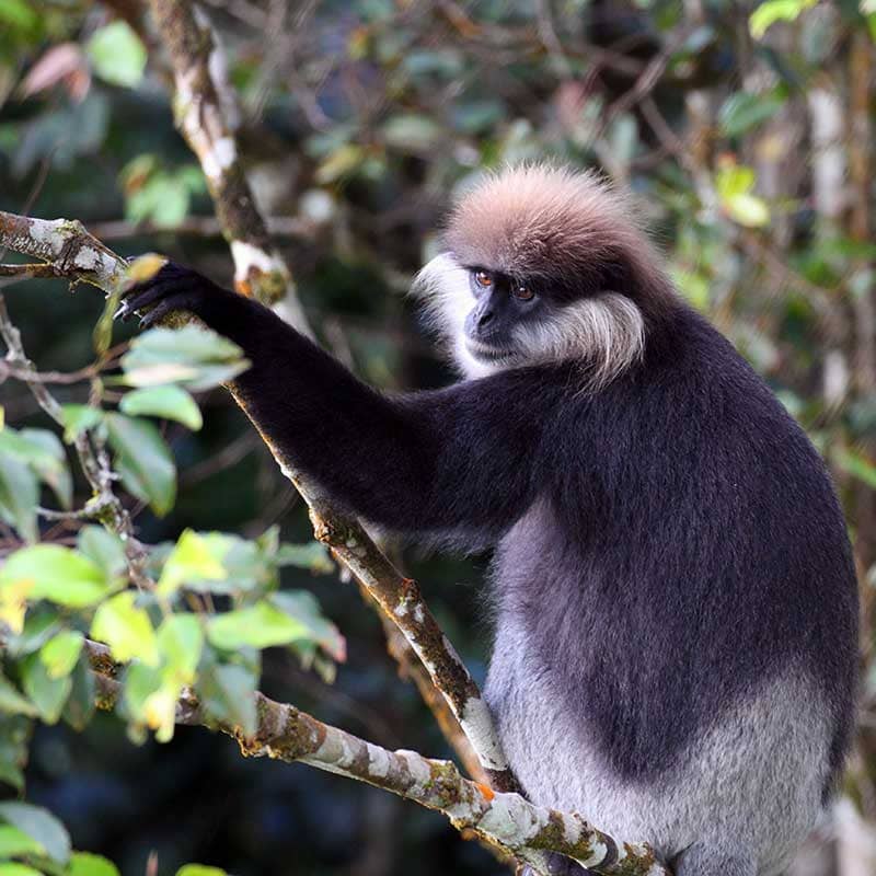 Monkey