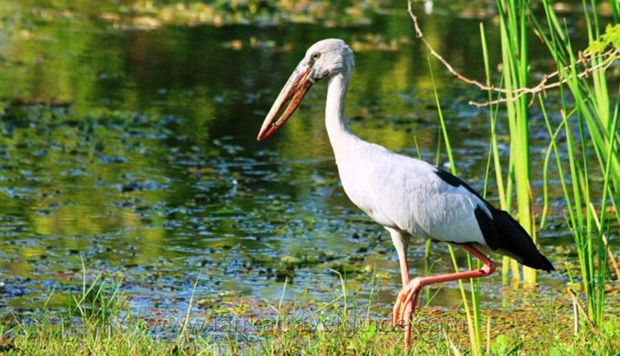 Pelican