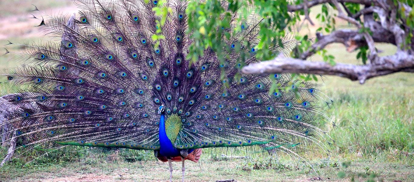 Peacock