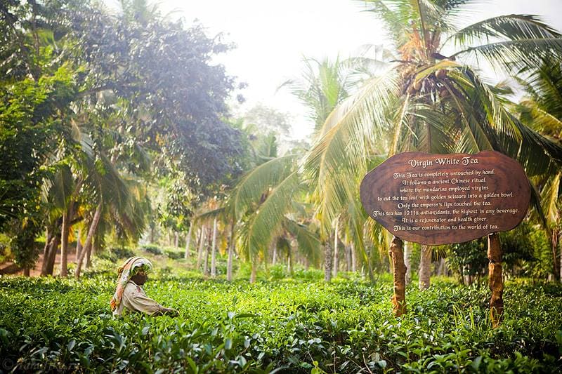 Handunugoda Tea State