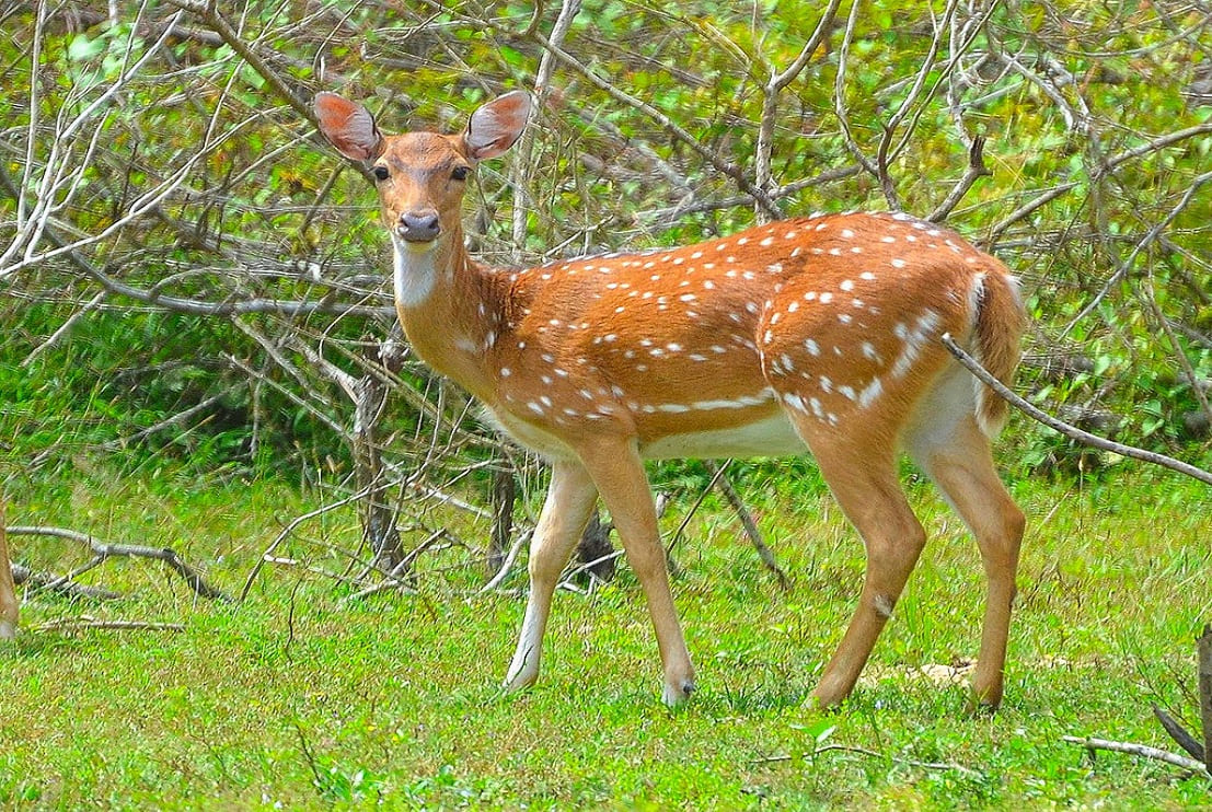 Wild Spotted Deer