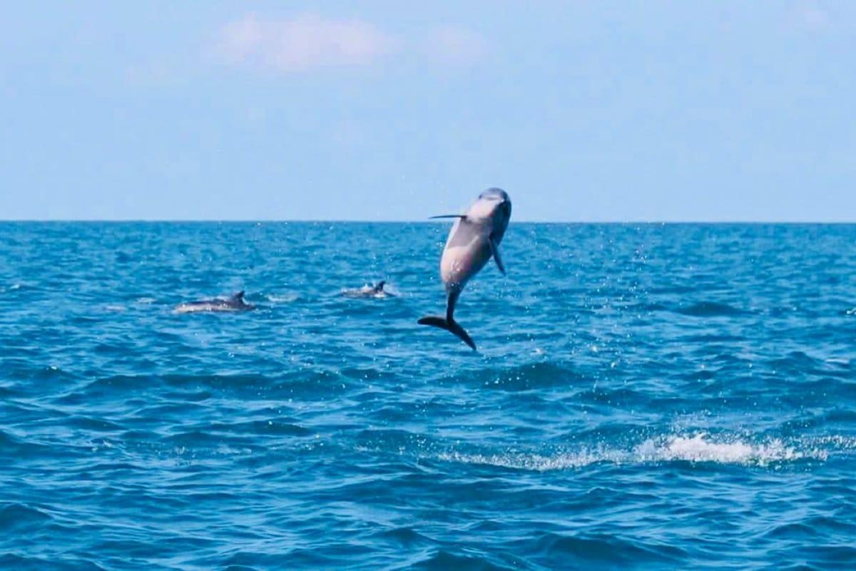 Dolphin
