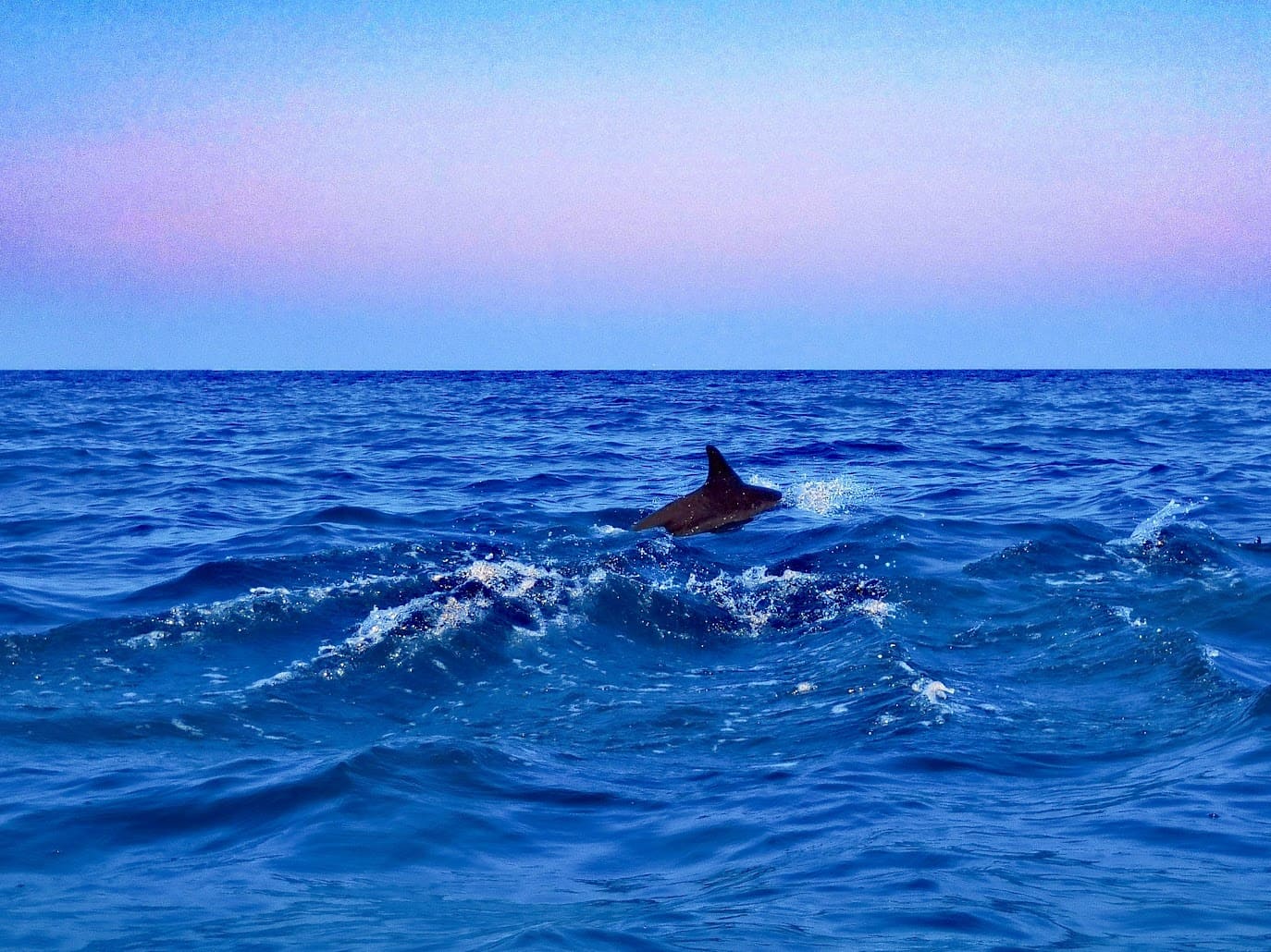 Whale
