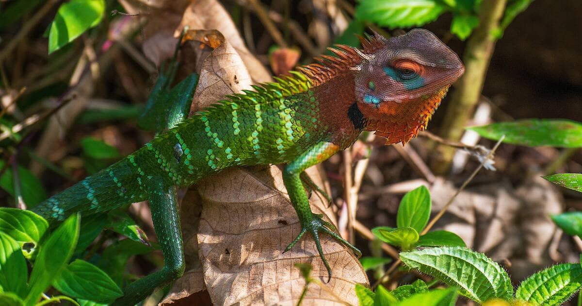 Lizard