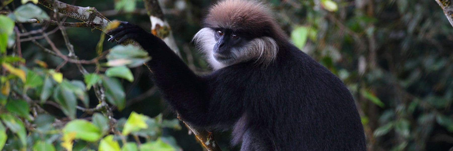 Purple Face Langur