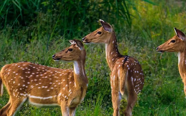 Samba Deer
