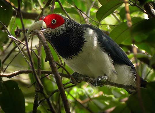 Red Faced Malkoha