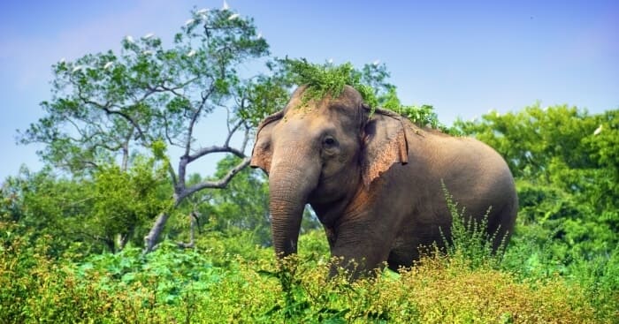 Elephant