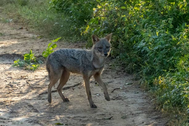Jackal