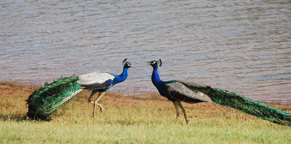 Peackock