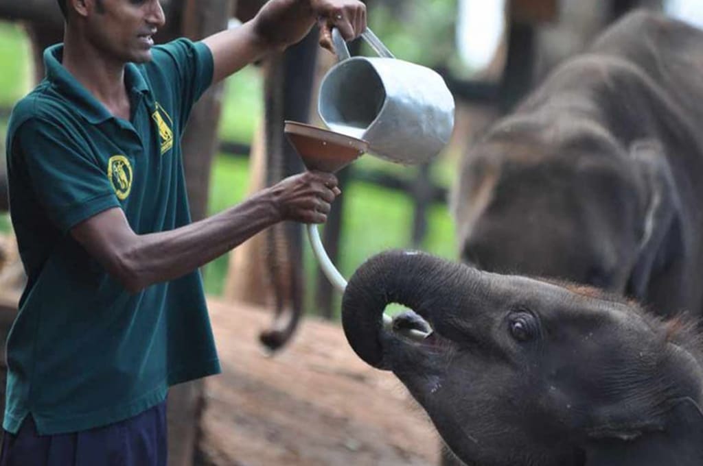 Milk Feeding for Baby Elephants