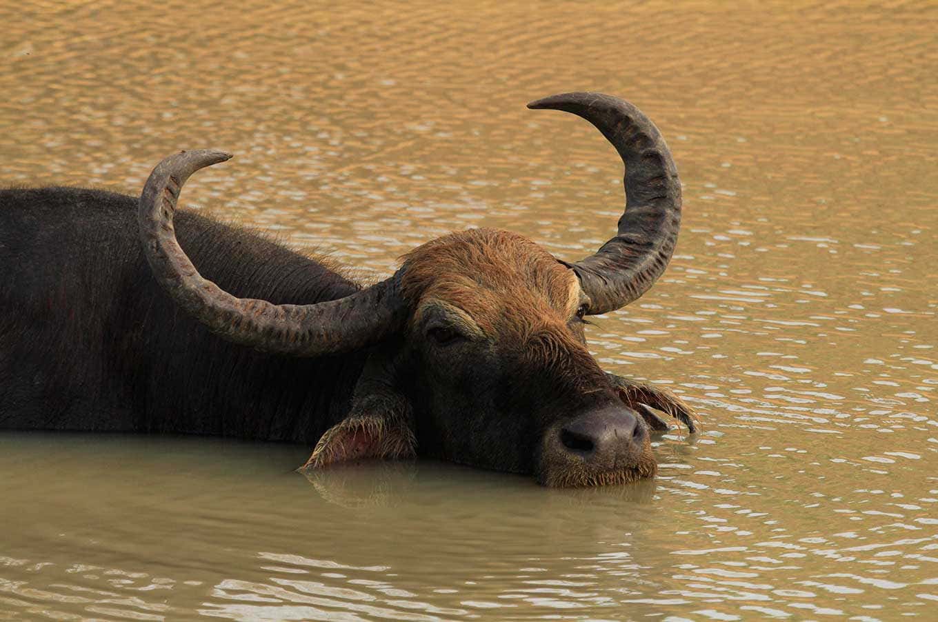 Buffaloes