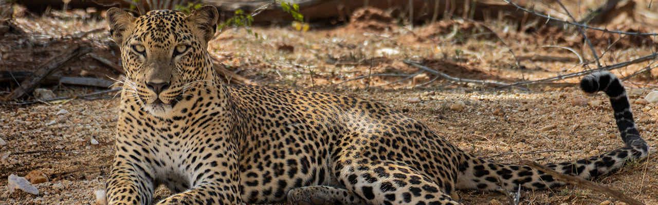 Leopard