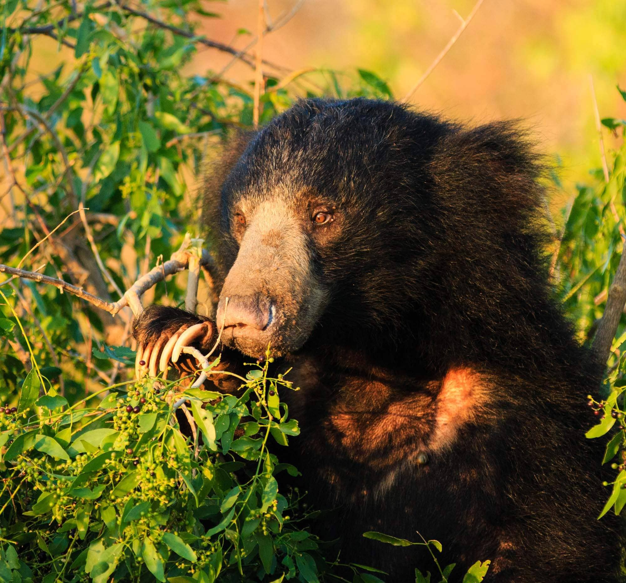 Sloth Bear